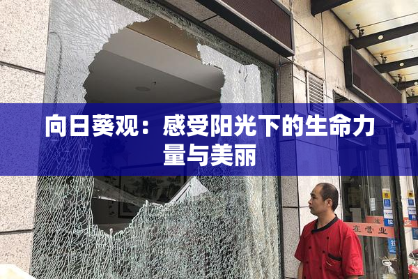 向日葵观：感受阳光下的生命力量与美丽