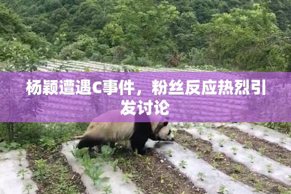 杨颖遭遇C事件，粉丝反应热烈引发讨论