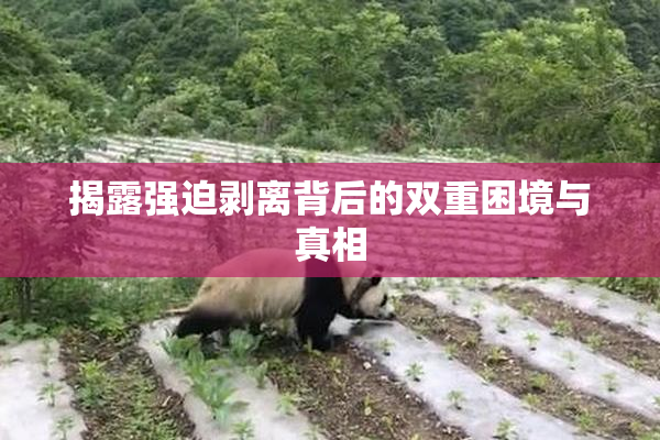 揭露强迫剥离背后的双重困境与真相