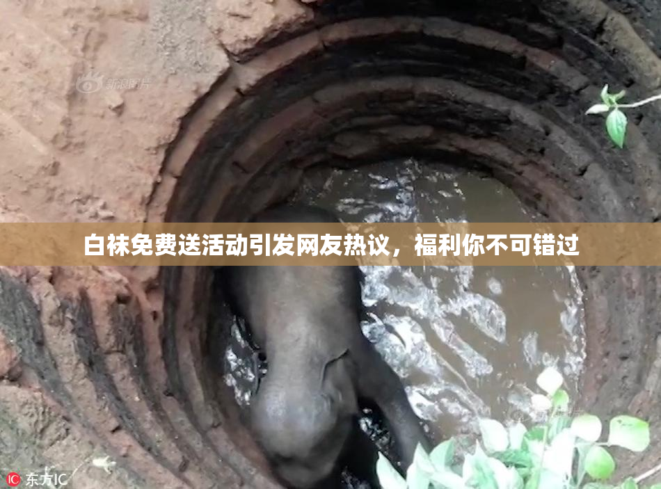 白袜免费送活动引发网友热议，福利你不可错过