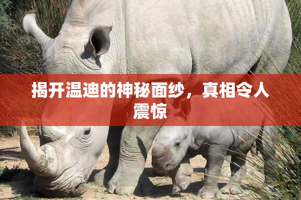 揭开温迪的神秘面纱，真相令人震惊