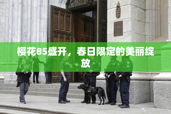 樱花85盛开，春日限定的美丽绽放