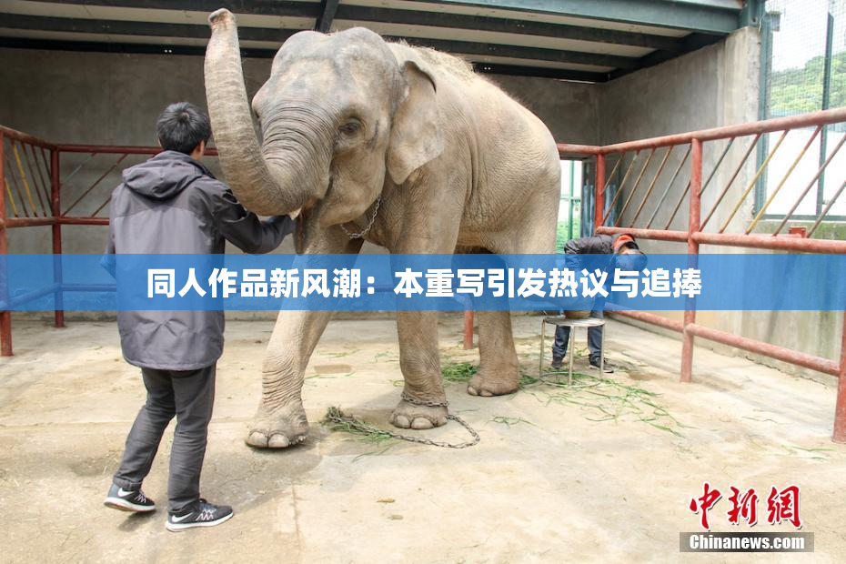 同人作品新风潮：本重写引发热议与追捧