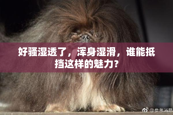 好骚湿透了，浑身湿滑，谁能抵挡这样的魅力？