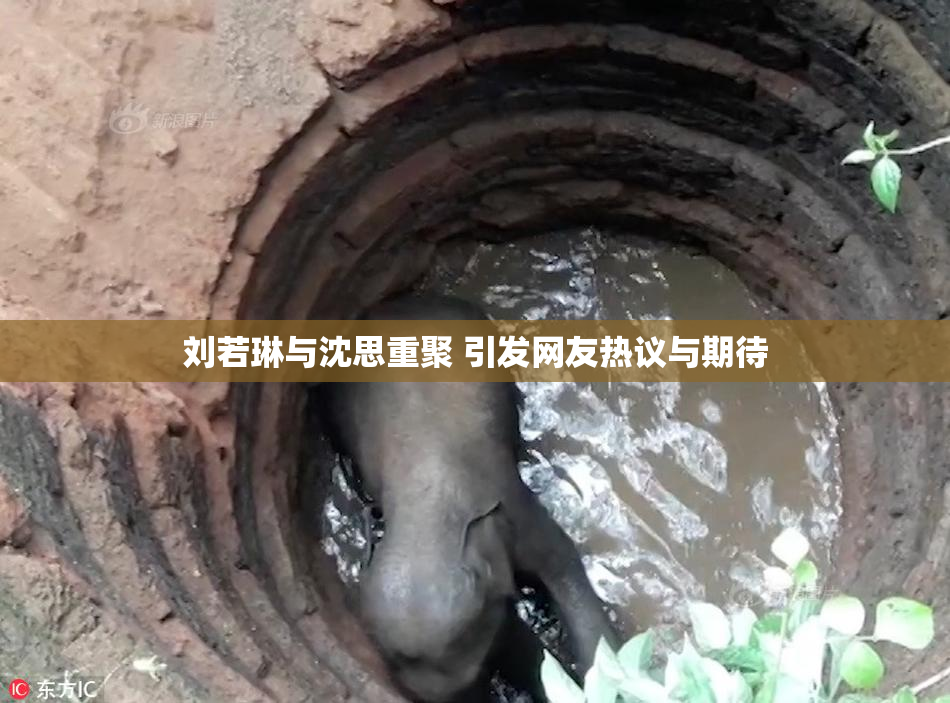 刘若琳与沈思重聚 引发网友热议与期待