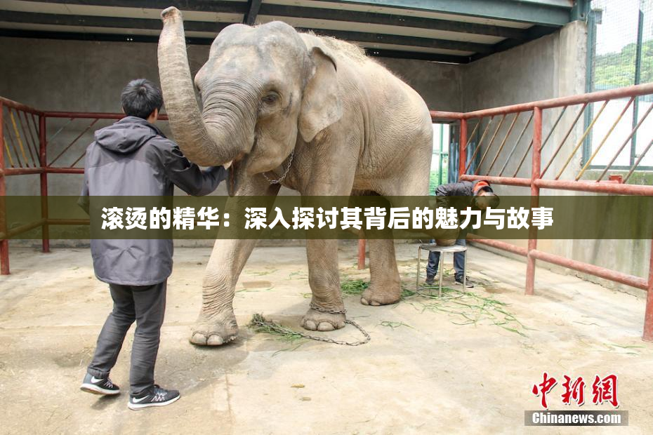 滚烫的精华：深入探讨其背后的魅力与故事