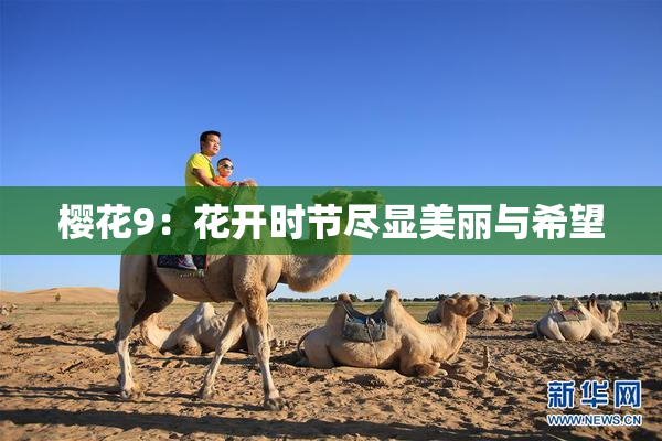 樱花9：花开时节尽显美丽与希望
