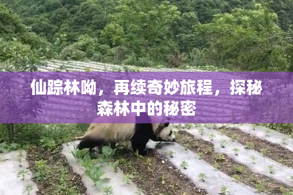 仙踪林呦，再续奇妙旅程，探秘森林中的秘密