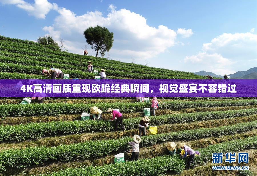 4K高清画质重现欧跪经典瞬间，视觉盛宴不容错过