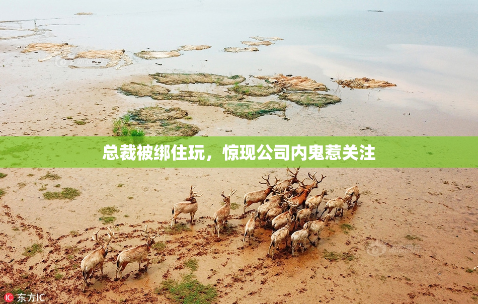总裁被绑住玩，惊现公司内鬼惹关注