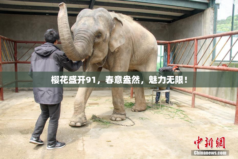 樱花盛开91，春意盎然，魅力无限！