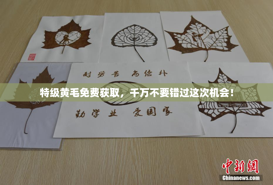 特级黄毛免费获取，千万不要错过这次机会！