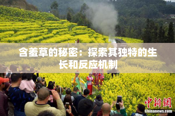 含羞草的秘密：探索其独特的生长和反应机制