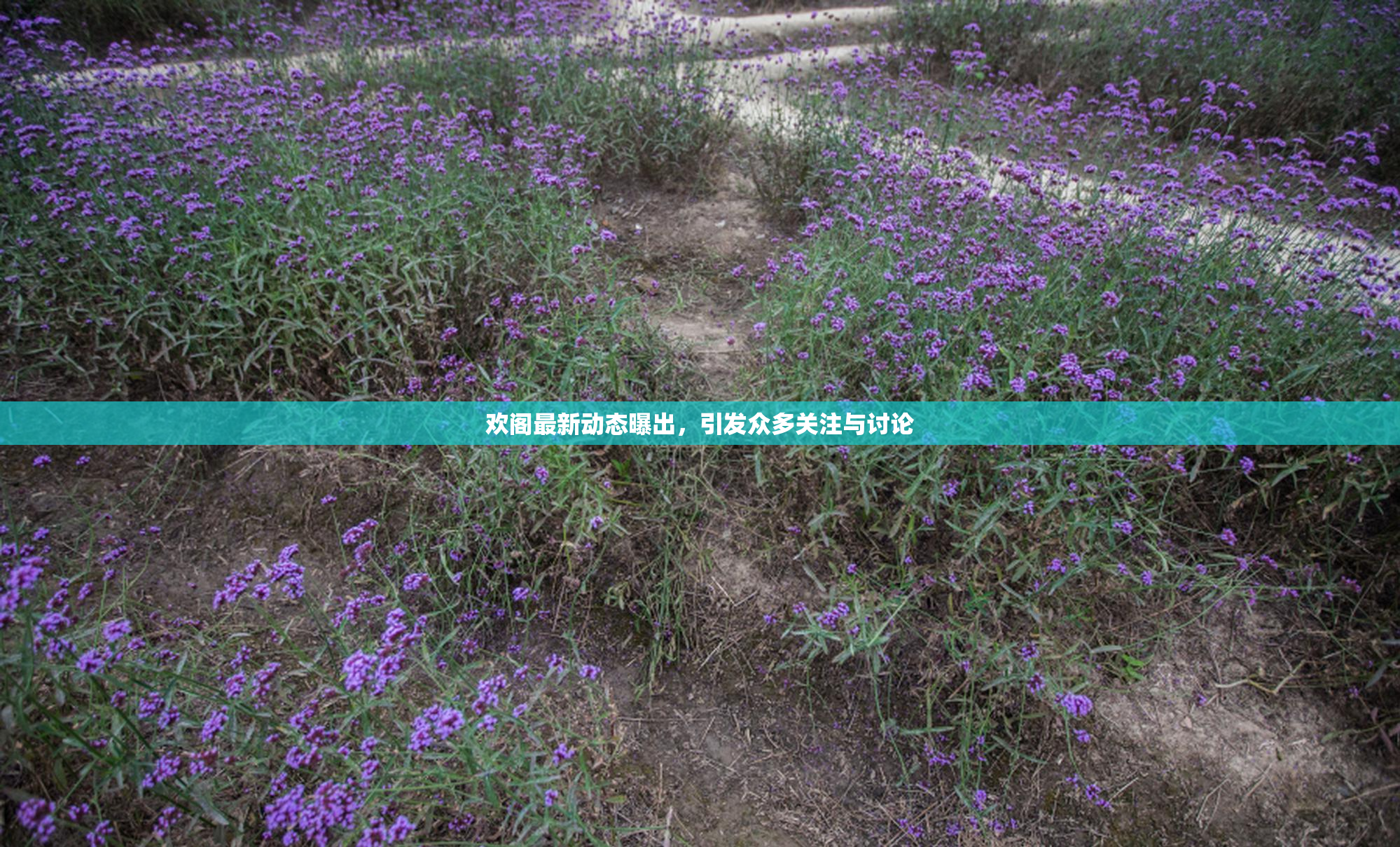 欢阁最新动态曝出，引发众多关注与讨论