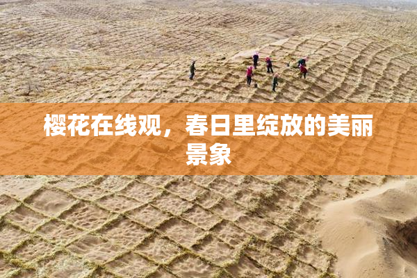 樱花在线观，春日里绽放的美丽景象