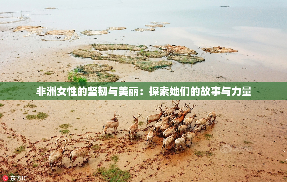 非洲女性的坚韧与美丽：探索她们的故事与力量