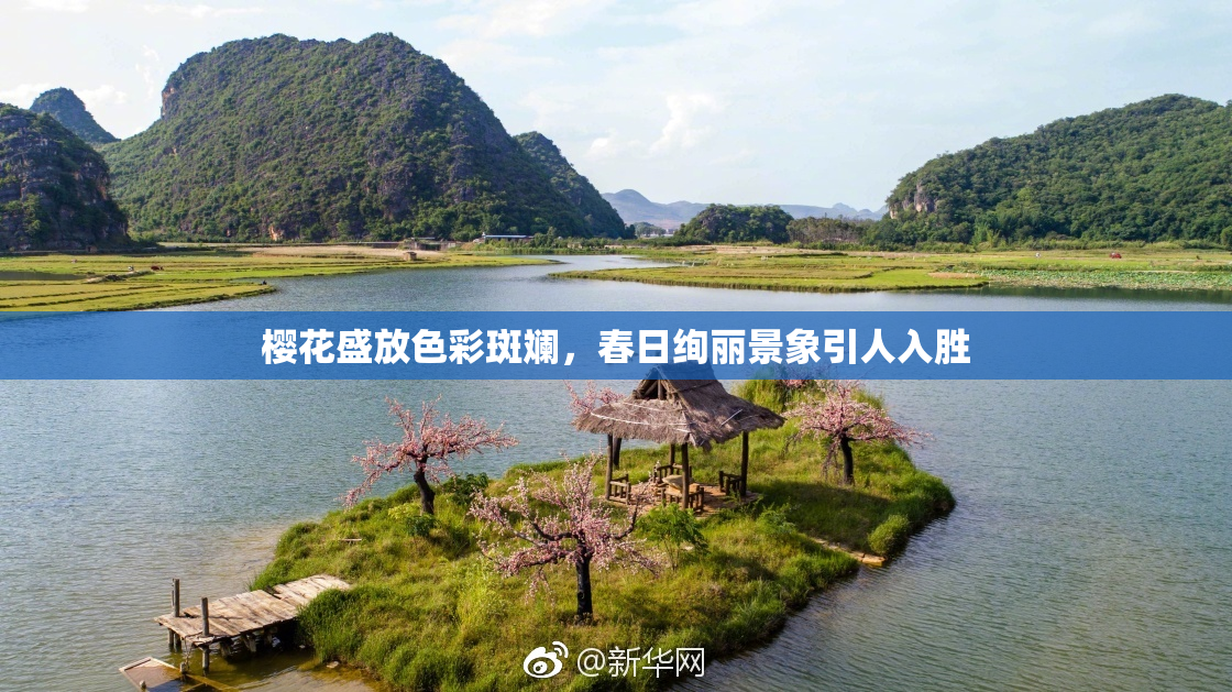 樱花盛放色彩斑斓，春日绚丽景象引人入胜