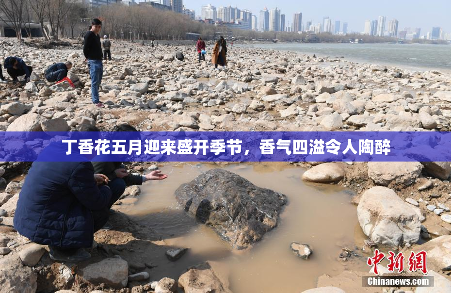 丁香花五月迎来盛开季节，香气四溢令人陶醉