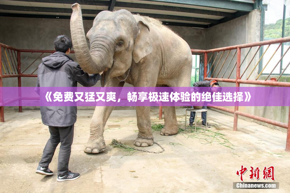 《免费又猛又爽，畅享极速体验的绝佳选择》
