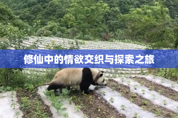 修仙中的情欲交织与探索之旅