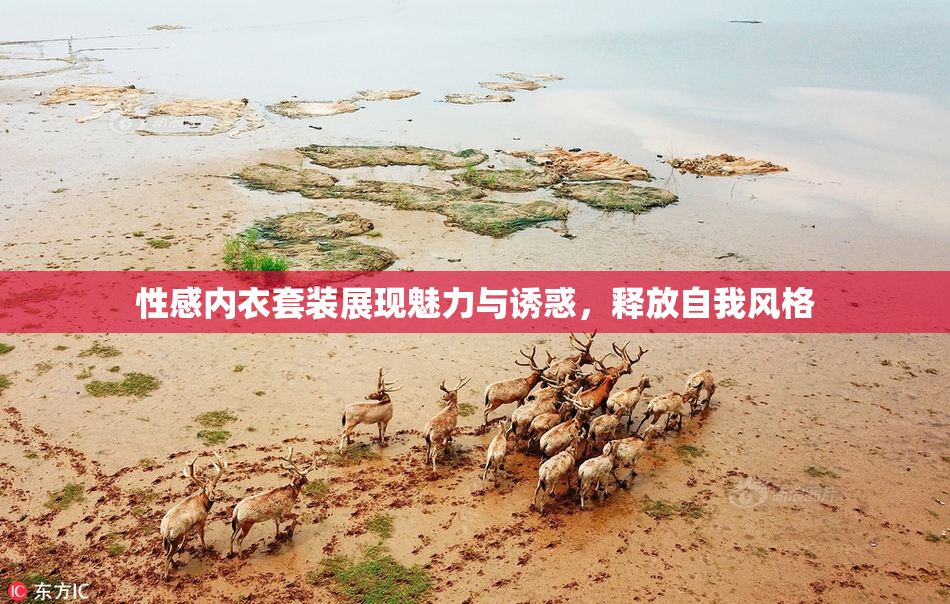 性感内衣套装展现魅力与诱惑，释放自我风格