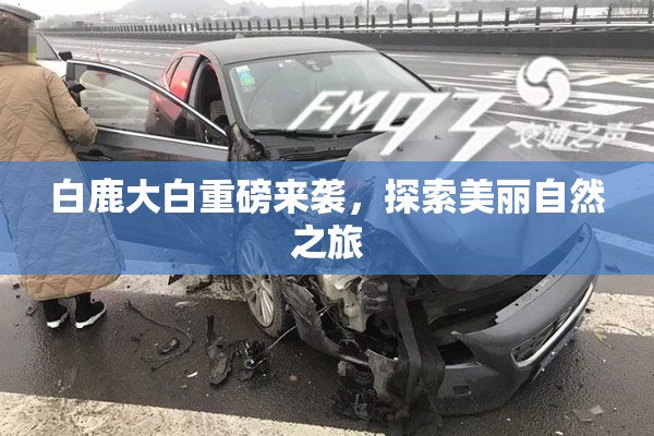白鹿大白重磅来袭，探索美丽自然之旅
