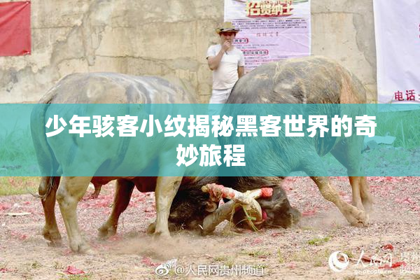 少年骇客小纹揭秘黑客世界的奇妙旅程