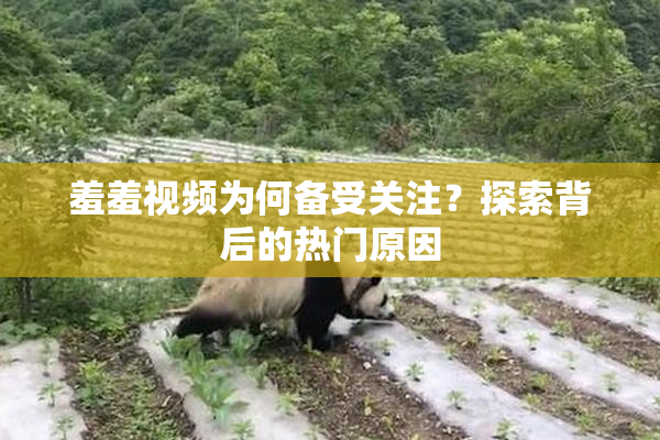 羞羞视频为何备受关注？探索背后的热门原因