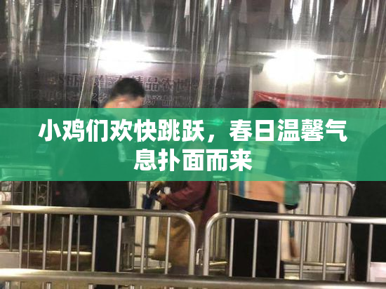 小鸡们欢快跳跃，春日温馨气息扑面而来