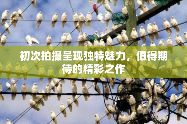 初次拍摄呈现独特魅力，值得期待的精彩之作