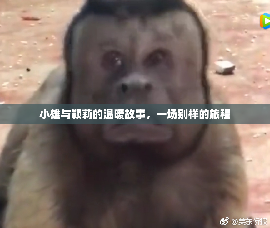 小雄与颖莉的温暖故事，一场别样的旅程