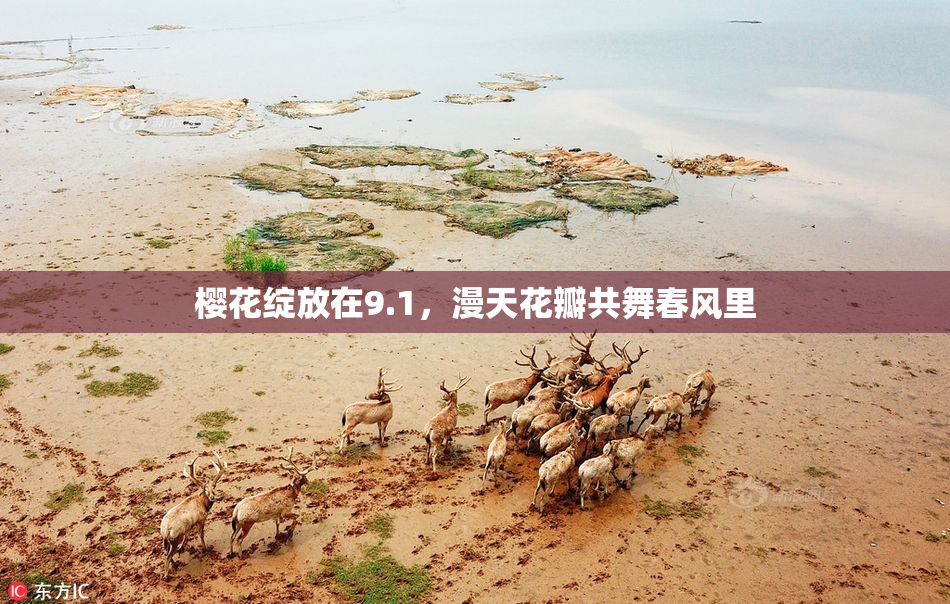 樱花绽放在9.1，漫天花瓣共舞春风里