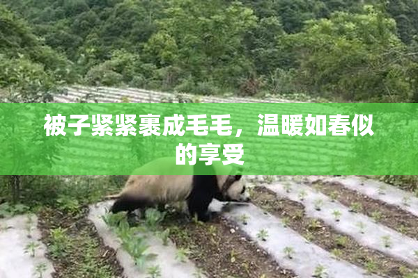 被子紧紧裹成毛毛，温暖如春似的享受