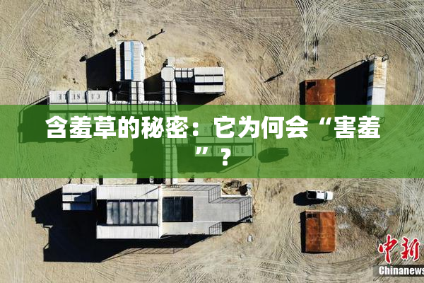 含羞草的秘密：它为何会“害羞”？