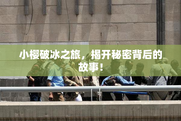小樱破冰之旅，揭开秘密背后的故事！