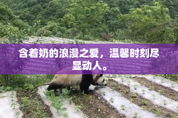 含着奶的浪漫之爱，温馨时刻尽显动人。