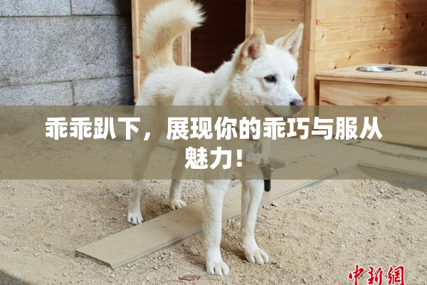 乖乖趴下，展现你的乖巧与服从魅力！