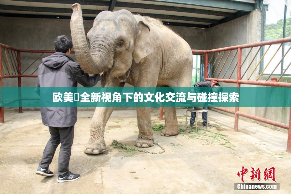 欧美巜全新视角下的文化交流与碰撞探索