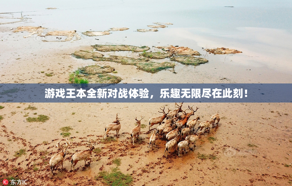 游戏王本全新对战体验，乐趣无限尽在此刻！