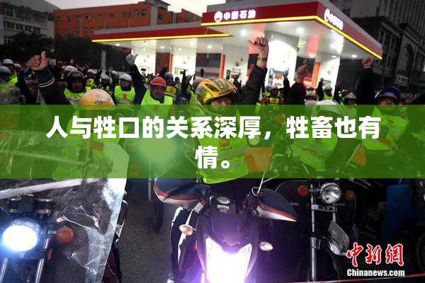 人与牲口的关系深厚，牲畜也有情。