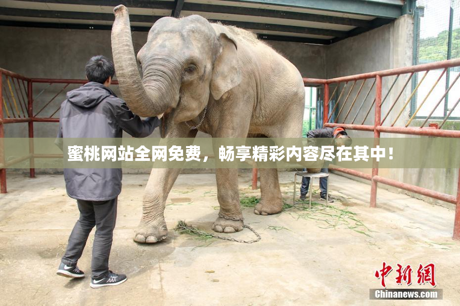蜜桃网站全网免费，畅享精彩内容尽在其中！