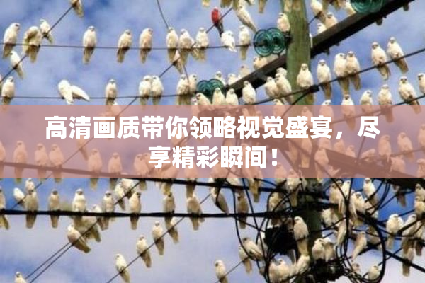 高清画质带你领略视觉盛宴，尽享精彩瞬间！