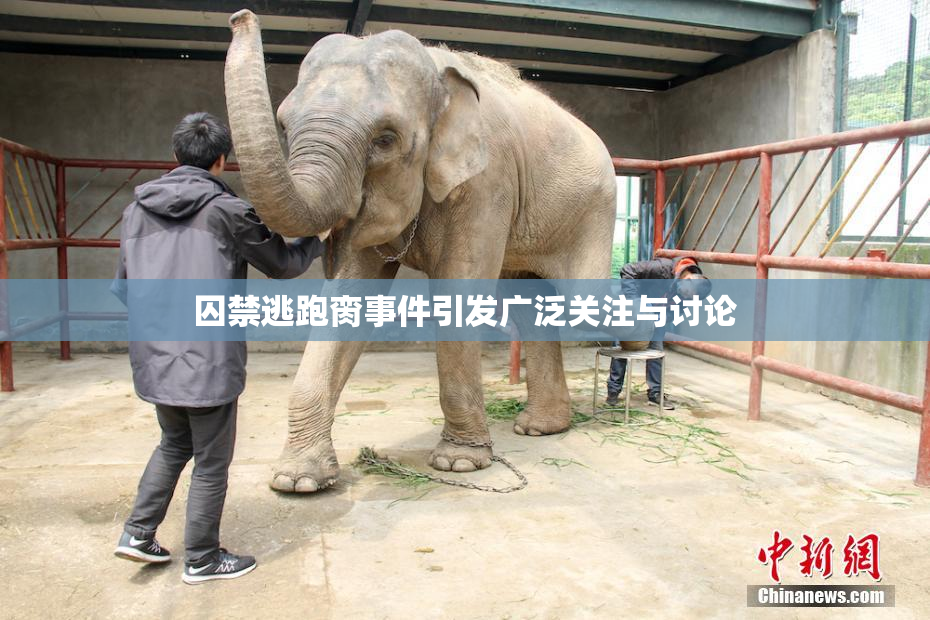 囚禁逃跑脔事件引发广泛关注与讨论