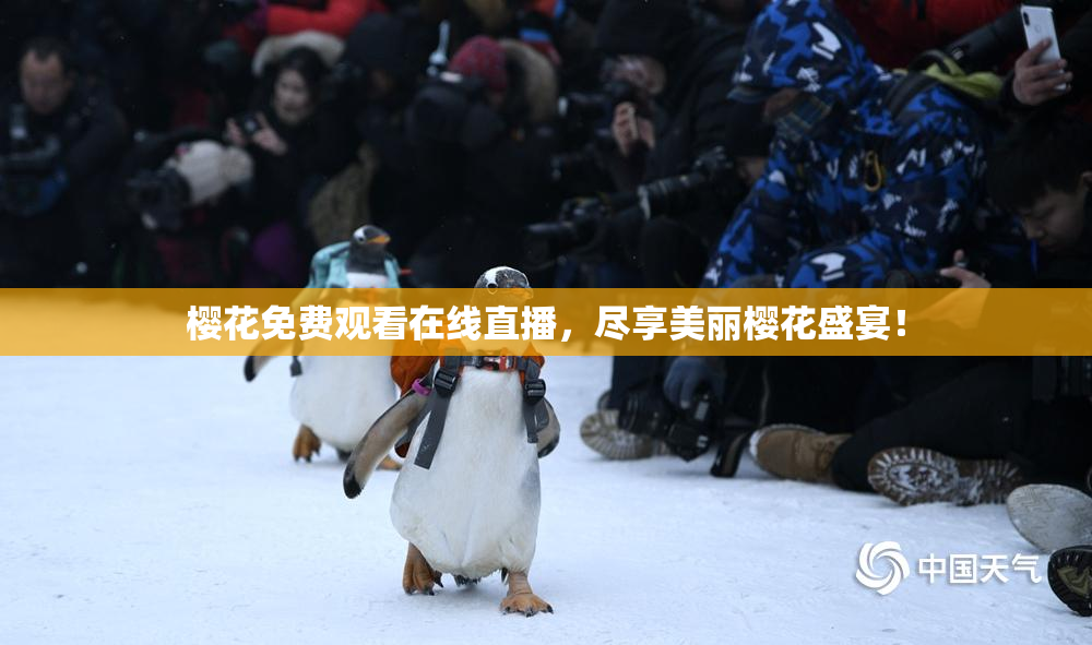 樱花免费观看在线直播，尽享美丽樱花盛宴！