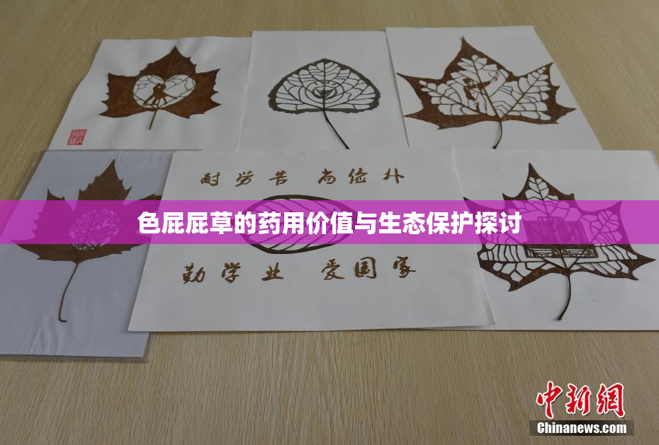 色屁屁草的药用价值与生态保护探讨