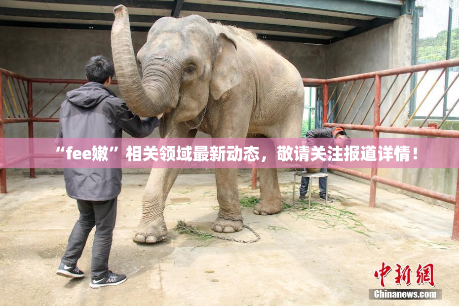 “fee嫩”相关领域最新动态，敬请关注报道详情！