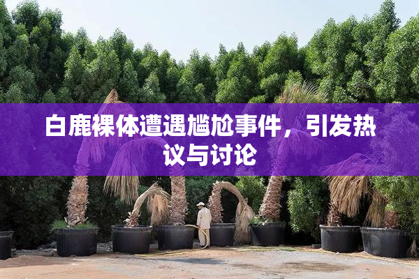 白鹿裸体遭遇尴尬事件，引发热议与讨论