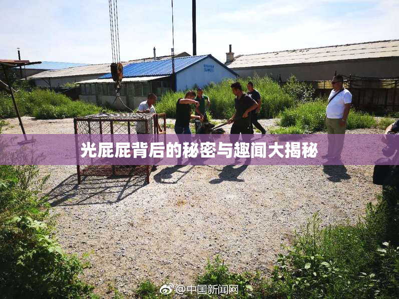 光屁屁背后的秘密与趣闻大揭秘
