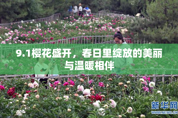9.1樱花盛开，春日里绽放的美丽与温暖相伴