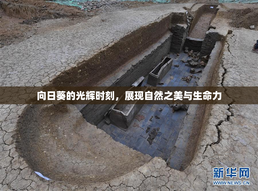 向日葵的光辉时刻，展现自然之美与生命力